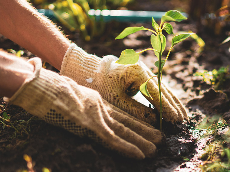 Tree planting